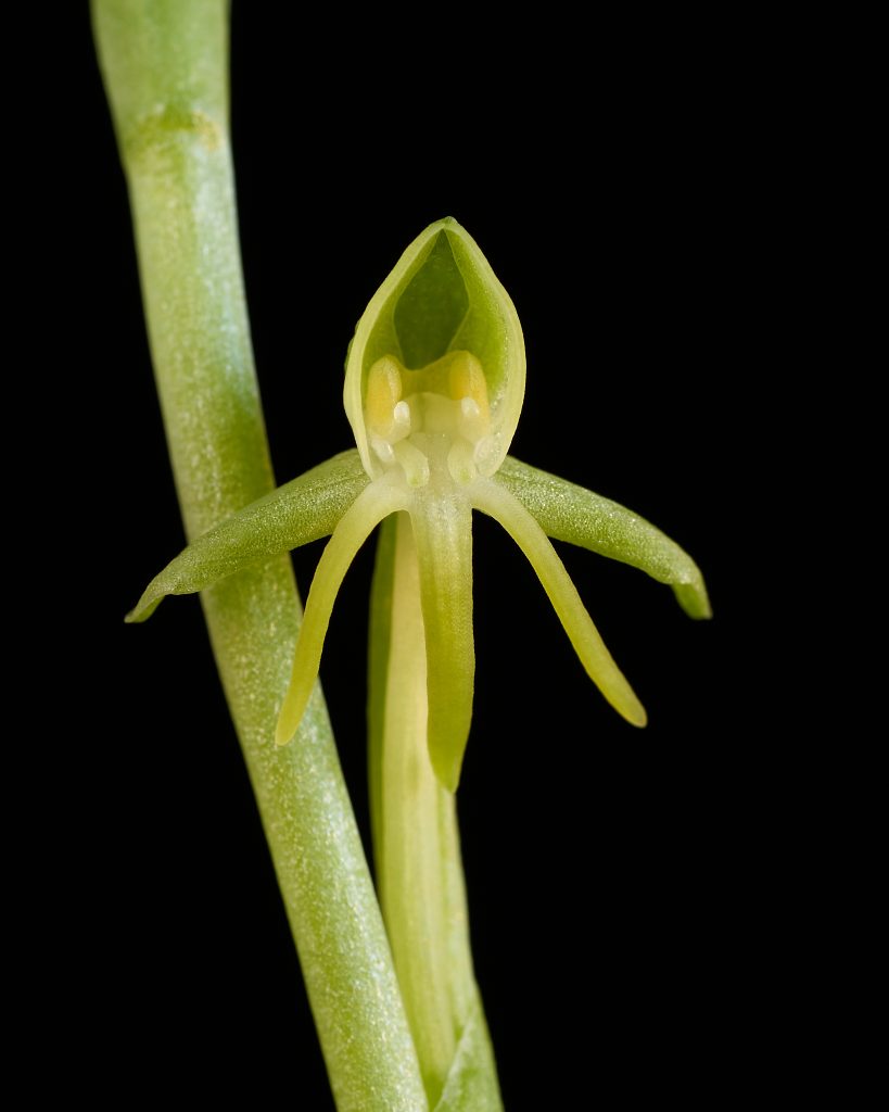 Detalle de la flor de habenaria tridactylites