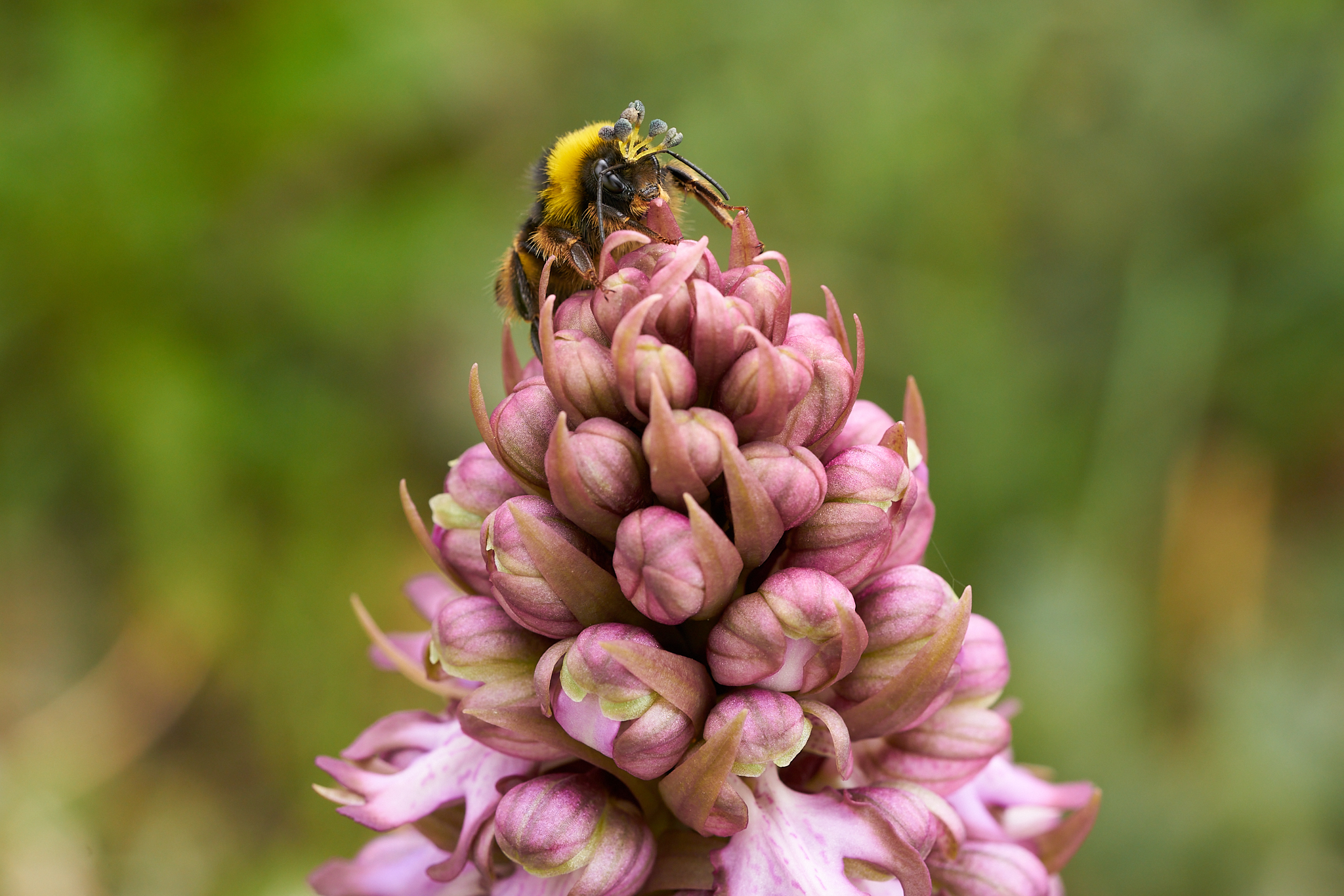 Un abejorro con varios polinios de Himantoglossum robertianum adheridos a la cabeza