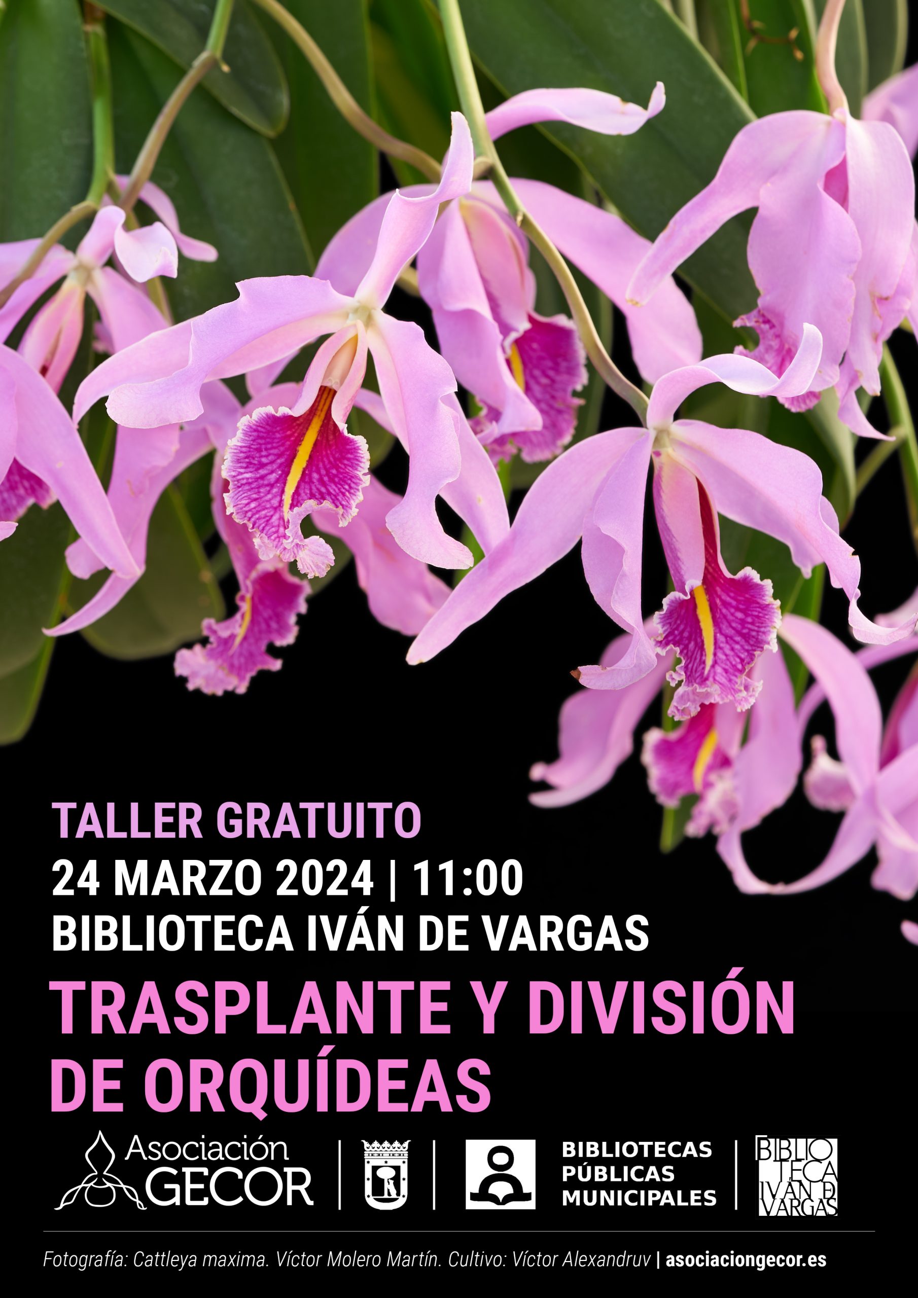 Taller Trasplante y División de Orquídeas